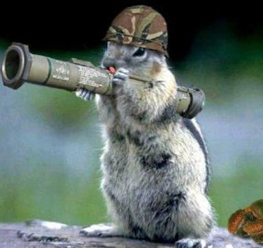 Furry Department of Defense's Display Picture Furry Department of Defense's Display Picture